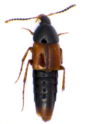 Bolitobius sp.